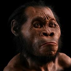 Homo naledi facial reconstruction by artist John Gurche